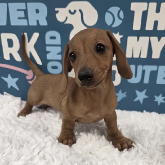 Female Dachshund Puppy for Sale in Duluth, GA