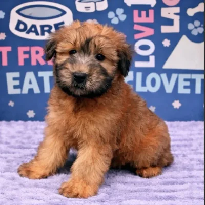Female Soft Coated Wheaten Terrier Puppy for Sale in Duluth, GA