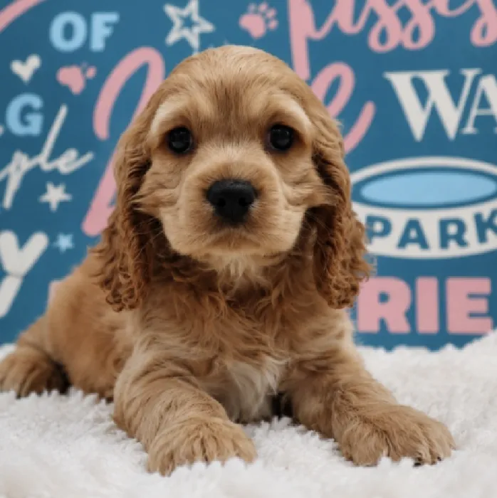 Male Cocker Spaniel puppy named Archie for sale at Waggles Puppy Boutique - Duluth.