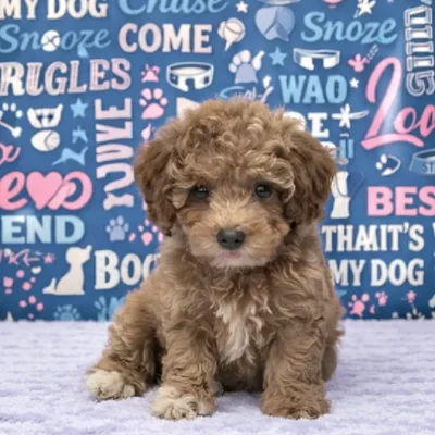 Female Poodle Puppy for Sale in Duluth, GA