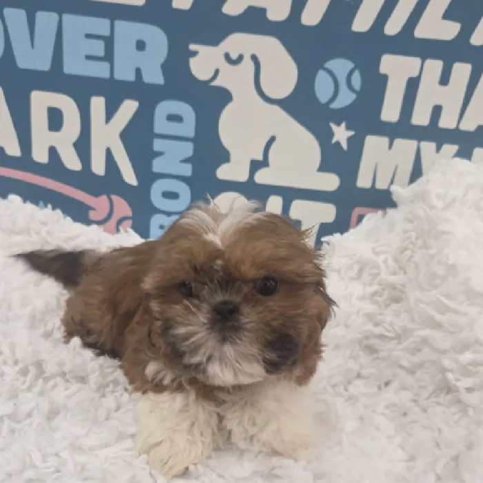 Male Shih Tzu Puppy for Sale in Duluth, GA