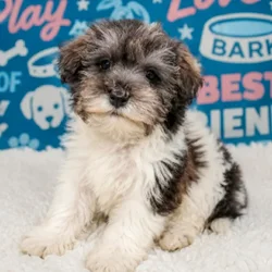 Male Schnoodle puppy named Max for sale at Waggles Puppy Boutique - Duluth.