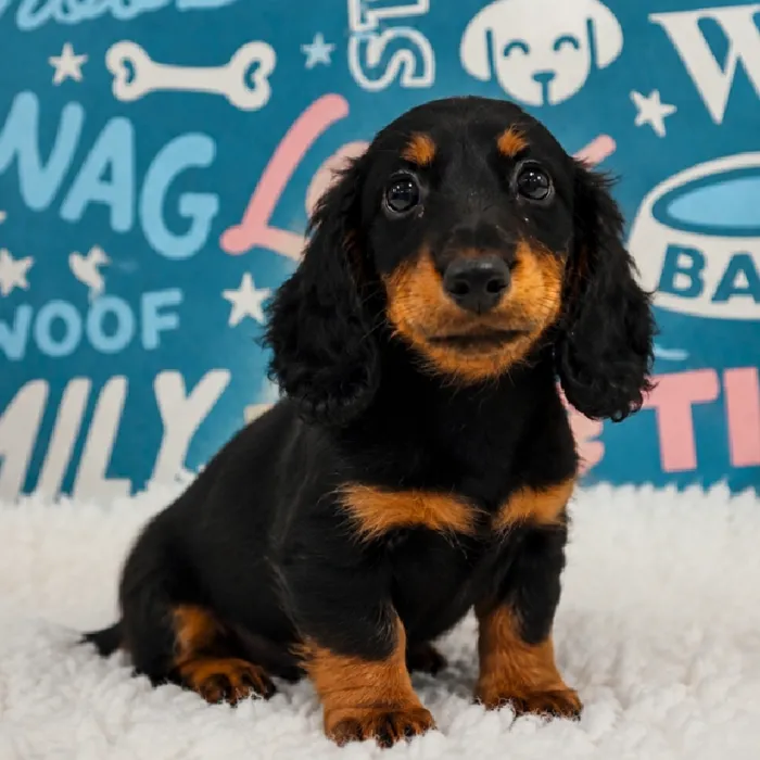 Male Mini Dachshund puppy named Oliver for sale at Waggles Puppy Boutique - Duluth.