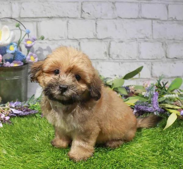 Female Teddy Bear puppy for sale at Waggles Puppy Boutique - Duluth.