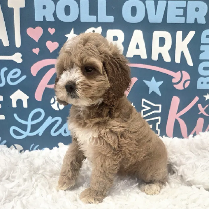 Female Cockapoo Puppy for Sale in Duluth, GA