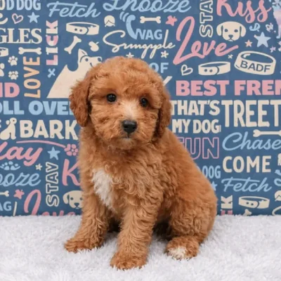 Female Poodle Puppy for Sale in Duluth, GA