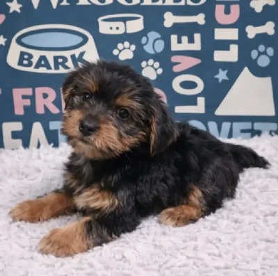 Male Yorkie Puppy for Sale in Duluth, GA
