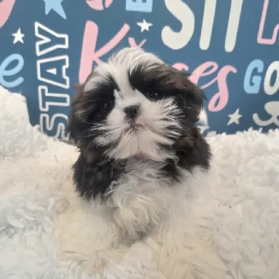 Male Shih Tzu Puppy for Sale in Duluth, GA