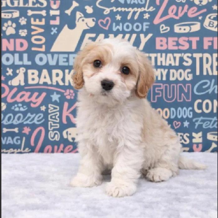 Female Cavachon Puppy for Sale in Duluth, GA