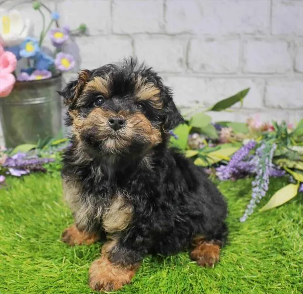 Female Yorkie puppy for sale at Waggles Puppy Boutique - Duluth.