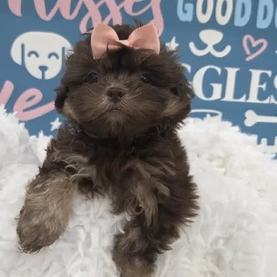 Female Shipoo Puppy for Sale in Duluth, GA