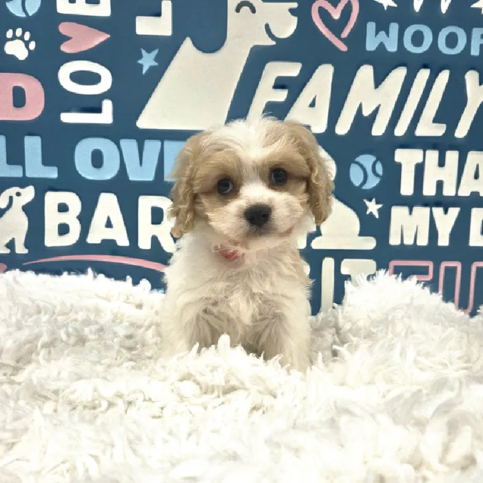 Female Cockapoo Puppy for Sale in Duluth, GA