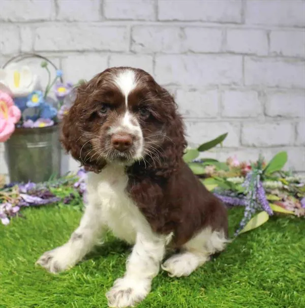 Female Cocker Spaniel puppy for sale at Waggles Puppy Boutique - Duluth.