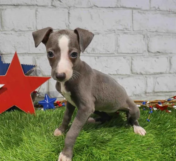 Female Italian Greyhound puppy for sale at Waggles Puppy Boutique - Duluth.