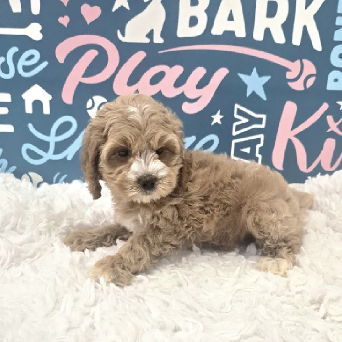 Female Cockapoo Puppy for Sale in Duluth, GA