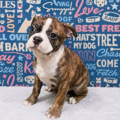 Male Boston Terrier Puppy for Sale in Duluth, GA