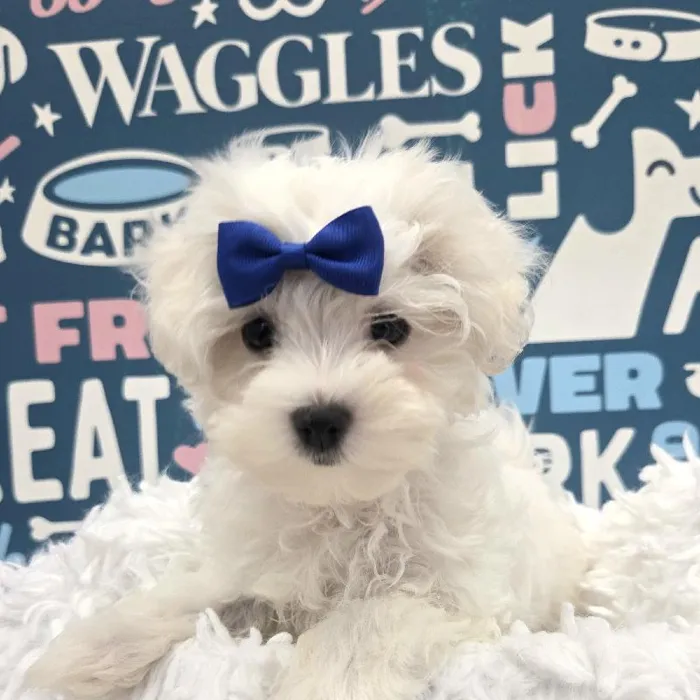 Female Maltese Puppy for Sale in Duluth, GA