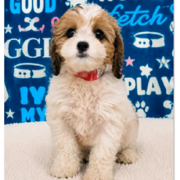 Female Cavapoo puppy named Misty for sale at Waggles Puppy Boutique - Duluth.