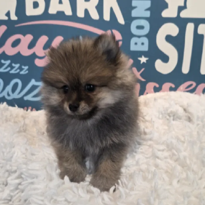 Female Pomeranian Puppy for Sale in Duluth, GA