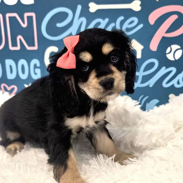 Female Cockapoo Puppy for Sale in Duluth, GA