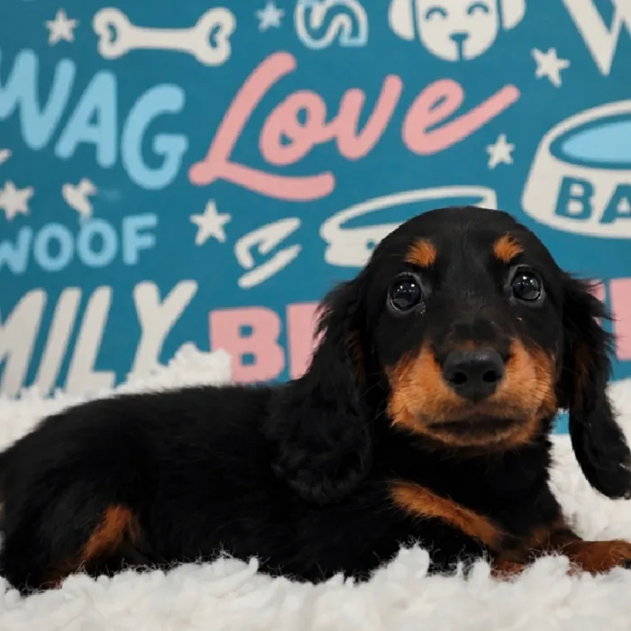 Male Mini Dachshund puppy named Oliver for sale at Waggles Puppy Boutique - Duluth.