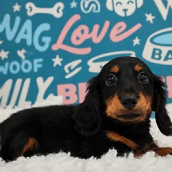 Male Mini Dachshund puppy named Oliver for sale at Waggles Puppy Boutique - Duluth.