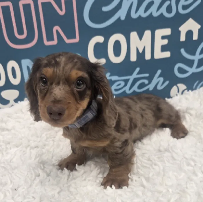 Male Dachshund Puppy for Sale in Duluth, GA