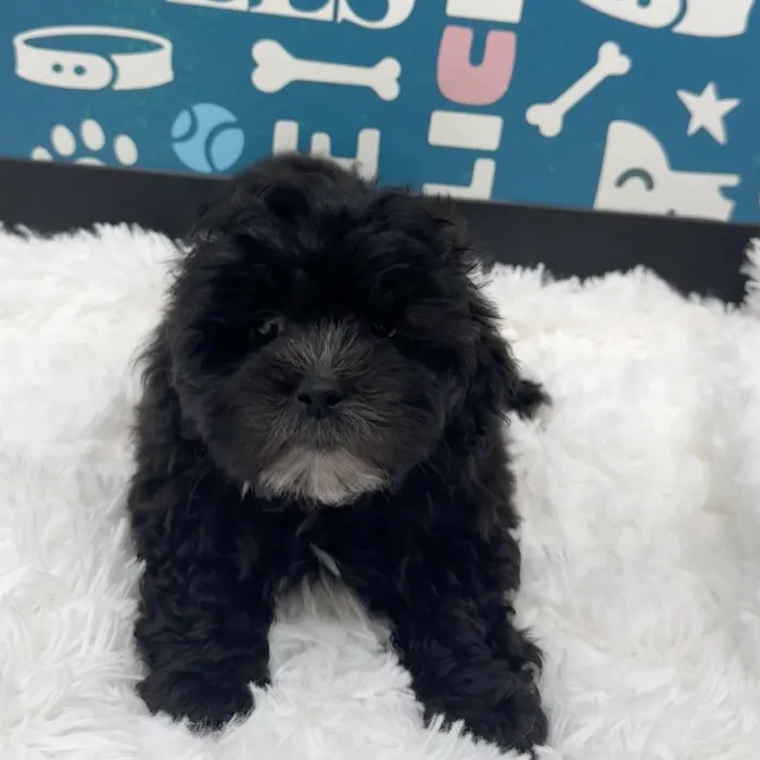 Female Shipoo Puppy for Sale in Duluth, GA