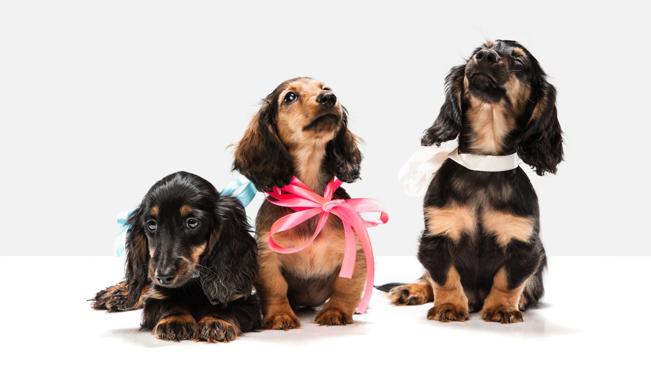 Happy family with their new puppy at Waggles Puppy Boutique