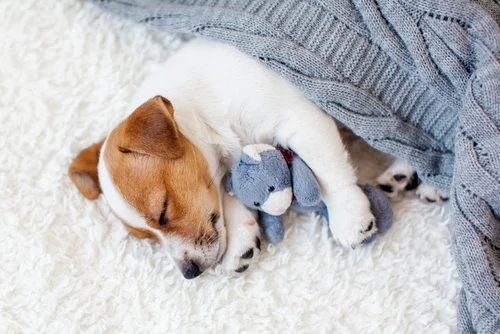 Settling In: Establishing a Daily Routine for Your New Puppy