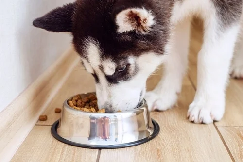 Forming a Lifelong Bond with Your New Puppy