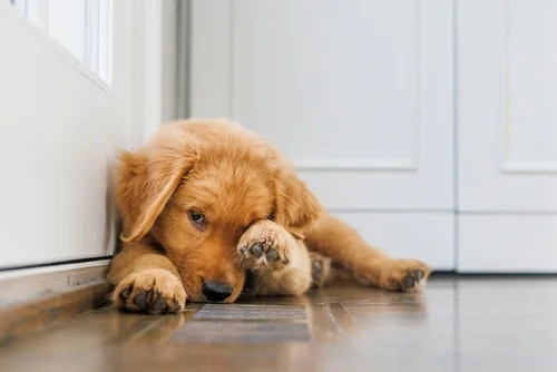 Understanding Puppy Cues: What Your Pup is Really Saying