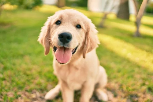The Perks of Bringing Home a Puppy This Spring