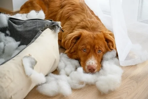 May Puppy Tips: Easing Teething Pains the Right Way