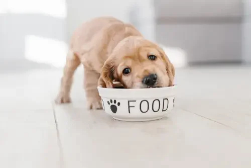 Ouch! What to Do When Your Puppy Keeps Biting