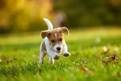 From Goofballs to Couch Potatoes: Choosing the Right Puppy Personality