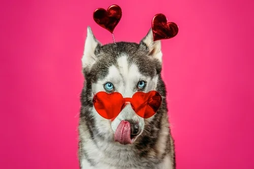 Training with Love: Positive Reinforcement Tips for Puppies