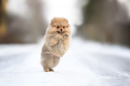 Keeping Your Puppy Active All Winter Long
