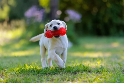 Puppy Playtime 101: Building Healthy Habits This Spring