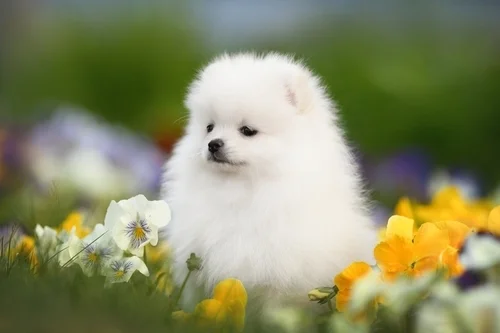 New Puppy Essentials Checklist for First-Time Pet Owners