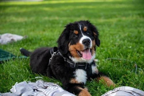 Celebrate National Pet Month by Welcoming Home the Right Puppy
