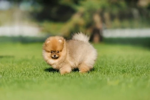 Spring & Summer Potty Training Tips for Your New Puppy