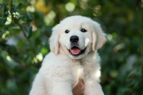 Your Puppy’s First Summer: What to Expect and How to Make It Special