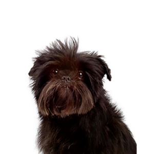 Waggles Duluth Affenpinscher