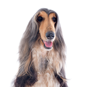 Waggles Duluth Afghan Hound