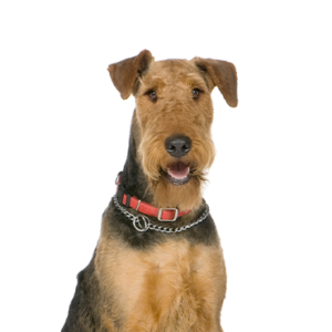 Waggles Duluth Airedale Terrier