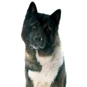 Waggles Duluth Akita