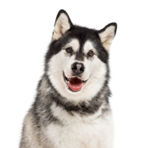 Waggles Duluth Alaskan Malamute