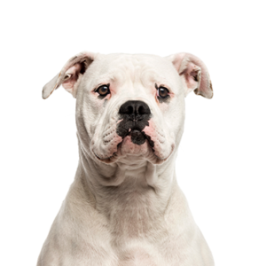 Waggles Duluth American Bulldog