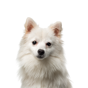 Waggles Duluth American Eskimo